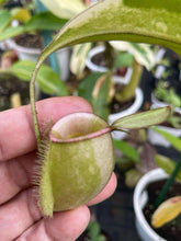 Load image into Gallery viewer, N. ampullaria &#39;Variegated Pink Lips&#39; - Specimen 1
