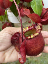 Load image into Gallery viewer, N.viking x ampullaria &#39;Candy&#39; - Specimen 1
