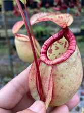 Load image into Gallery viewer, N. (mirabilis &#39;Trang-Bizarre&#39; x northiana) x (viking x ampullaria)
