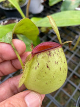 Load image into Gallery viewer, N. ampullaria &#39;Speckled Hot Lips&#39;
