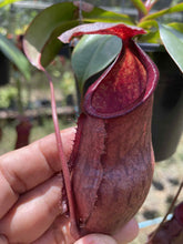 Load image into Gallery viewer, N. kampotiana x (lowii x campanulata) - Specimen 1
