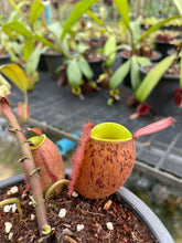 Load image into Gallery viewer, N. ampullaria &#39;Tricolor&#39; - Specimen 1
