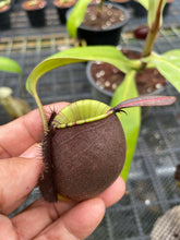 Load image into Gallery viewer, N. ampullaria &#39;Rainbow Lips&#39; - Specimen 4

