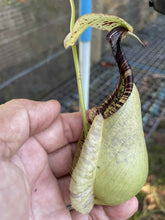 Load image into Gallery viewer, N. rafflesiana &#39;Nivea&#39; - Specimen 1
