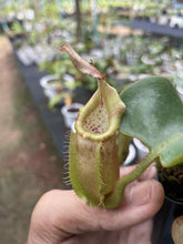 Load image into Gallery viewer, N. veitchii &#39;Bario&#39;
