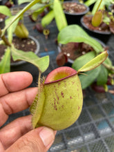 Load image into Gallery viewer, N. ampullaria &#39;Speckled Hot Lips&#39; - Specimen 2
