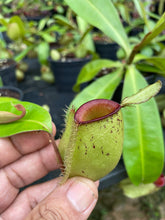 Load image into Gallery viewer, N. ampullaria &#39;Speckled Hot Lips&#39; - Wholesale Lots of 10 XL Plants
