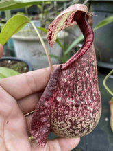 Load image into Gallery viewer, N. rafflesiana &#39;Tricolor&#39; - Specimen 1
