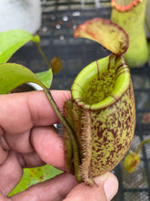 Load image into Gallery viewer, N. ampullaria x (spectabilis x northiana)
