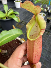 Load image into Gallery viewer, N. veitchii x northiana
