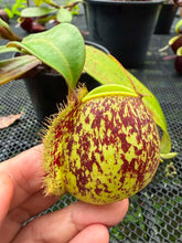 Load image into Gallery viewer, N. ampullaria -  Specimen 31
