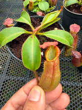 Load image into Gallery viewer, N.(maxima x (boschiana x veitchii)) x veitchii - Wholesale Lot of 10
