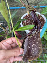 Load image into Gallery viewer, N. rafflesiana &#39;Black&#39; - XXL Seed Grown Plant
