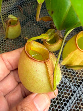 Load image into Gallery viewer, N.bicalcarata x ampullaria - Wholesale Lot of 15
