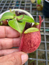 Load image into Gallery viewer, N. ampullaria &#39;Tricolor&#39; - Beautiful Specimen!
