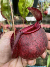 Load image into Gallery viewer, N. viking x ampullaria &#39;Speckled&#39; - Specimen 3
