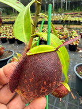 Load image into Gallery viewer, N. ampullaria - XL Vining Specimen
