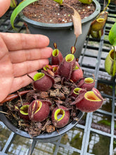 Load image into Gallery viewer, N. ampullaria x ampullaria &#39;Black Miracle&#39;
