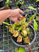 Load image into Gallery viewer, N. ampullaria &#39;Hot Lips&#39; - XXL Specimen 2
