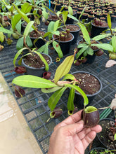 Load image into Gallery viewer, N. ampullaria x ampullaria &#39;Black Miracle&#39; - Specimen 2
