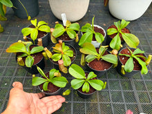 Load image into Gallery viewer, N. northiana x truncata - Wholesale Lot of 10
