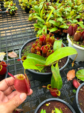 Load image into Gallery viewer, N. ampullaria 'Candy Stripes' - Specimen 2
