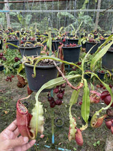 Load image into Gallery viewer, N.mirabilis var &#39;Trang-Bizarre&#39; x northiana
