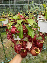 Load image into Gallery viewer, N.viking x ampullaria &#39;Candy&#39; - Specimen 1
