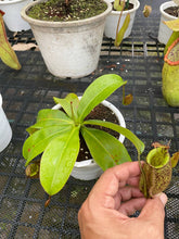 Load image into Gallery viewer, N. ampullaria x (spectabilis x northiana)
