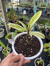 Load image into Gallery viewer, N. ampullaria &#39;Variegated Pink Lips&#39; - Specimen 1
