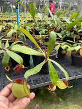 Load image into Gallery viewer, N. ampullaria &#39;Hot Lips&#39; - Specimen 1 - XL Plant
