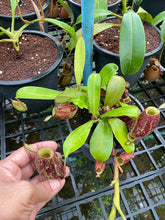 Load image into Gallery viewer, N. ampullaria x ampullaria &#39;Black Miracle&#39;
