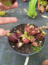 Load image into Gallery viewer, N. ampullaria - Specimen 3 - XL
