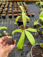 Load image into Gallery viewer, N. ampullaria &#39;Rainbow Lips&#39; - Specimen 4
