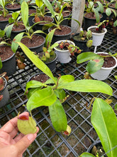 Load image into Gallery viewer, N. ampullaria &#39;Speckled Hot Lips&#39;
