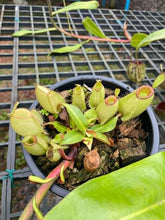 Load image into Gallery viewer, N. ampullaria &#39;Hot Lips&#39; - XXL Plant
