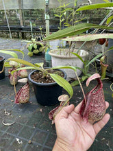 Load image into Gallery viewer, N. rafflesiana &#39;Tricolor&#39; - Specimen 1
