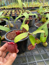 Load image into Gallery viewer, N. ampullaria &#39;Tricolor&#39; - Specimen 4

