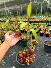 Load image into Gallery viewer, N. ampullaria - XL Vining Specimen

