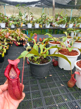 Load image into Gallery viewer, N.thorelii x veitchii
