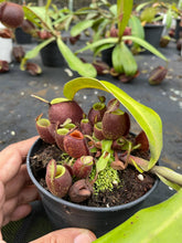 Load image into Gallery viewer, N. ampullaria - Specimen 1 - XL
