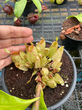 Load image into Gallery viewer, N. ampullaria &#39;Speckled Hot Lips&#39; - Specimen 1
