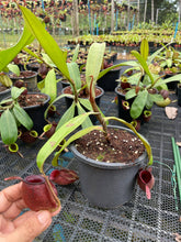 Load image into Gallery viewer, N. ampullaria &#39;Tricolor&#39; - Specimen 4

