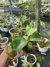 Load image into Gallery viewer, N. veitchii &#39;Bario&#39;
