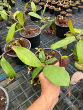 Load image into Gallery viewer, N. ampullaria x ampullaria &#39;Black Miracle&#39; - Specimen 4
