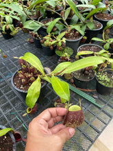 Load image into Gallery viewer, N. ampullaria x ampullaria &#39;Black Miracle&#39; - Specimen 3
