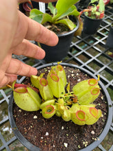Load image into Gallery viewer, N. ampullaria &#39;Speckled Hot Lips&#39;
