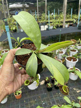 Load image into Gallery viewer, N. ampullaria &#39;Speckled Variegated&#39; - Specimen 1
