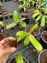 Load image into Gallery viewer, N. ampullaria &#39;Rainbow Lips&#39; - Specimen 2

