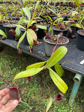 Load image into Gallery viewer, N. ampullaria &#39;Tricolor&#39; - Specimen 3
